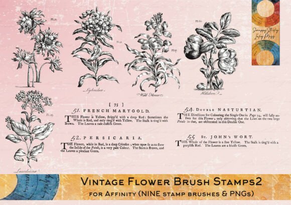 Vintage Flower Affinity Brush Stamps 2: Creative Possibilities for Digital and Analog Art